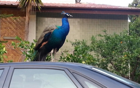 Molfetta, pavoni vivono liberi tra le villette: ma da dove arrivano?